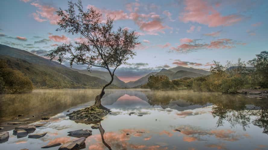 Lonely Tree Llanberis