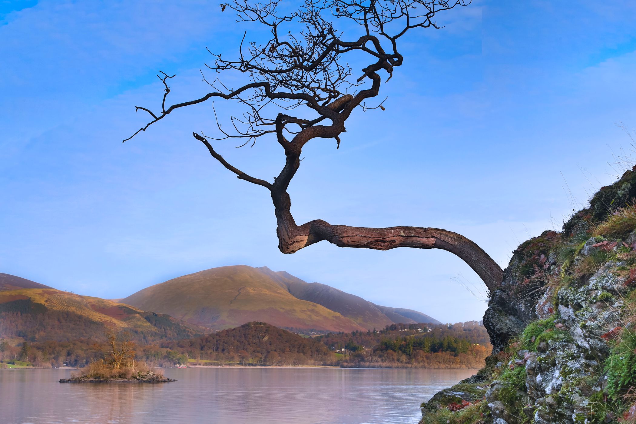 Lone tree at Otterbield Bay, United Kingdom