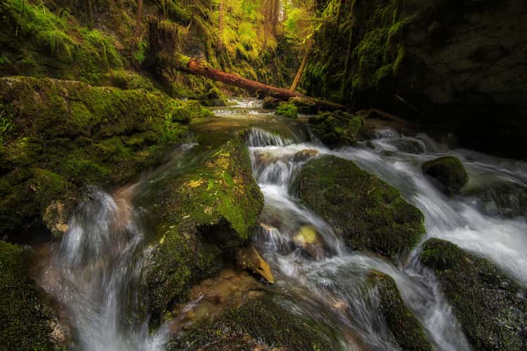 Mossy creek