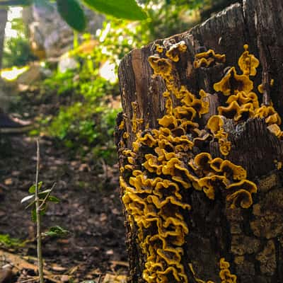 Mushroom in Mount Zaghouan, Tunisia