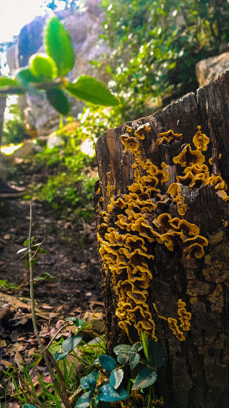 Mushroom in Mount Zaghouan, Tunisia