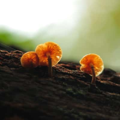 Mushrooms, Tunisia