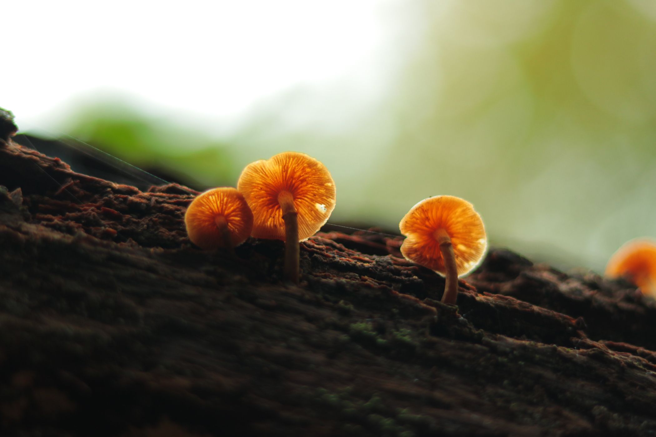 Mushrooms, Tunisia