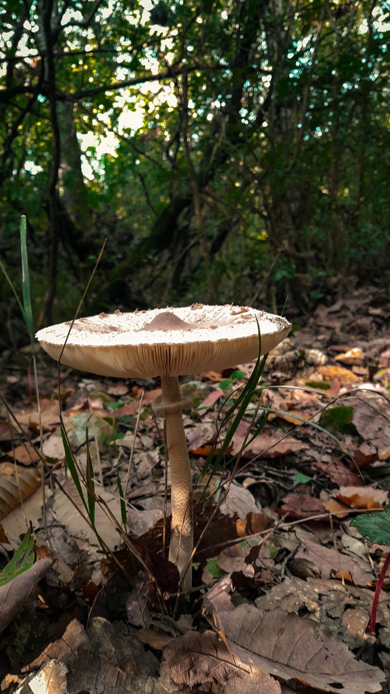 Mushrooms, Tunisia