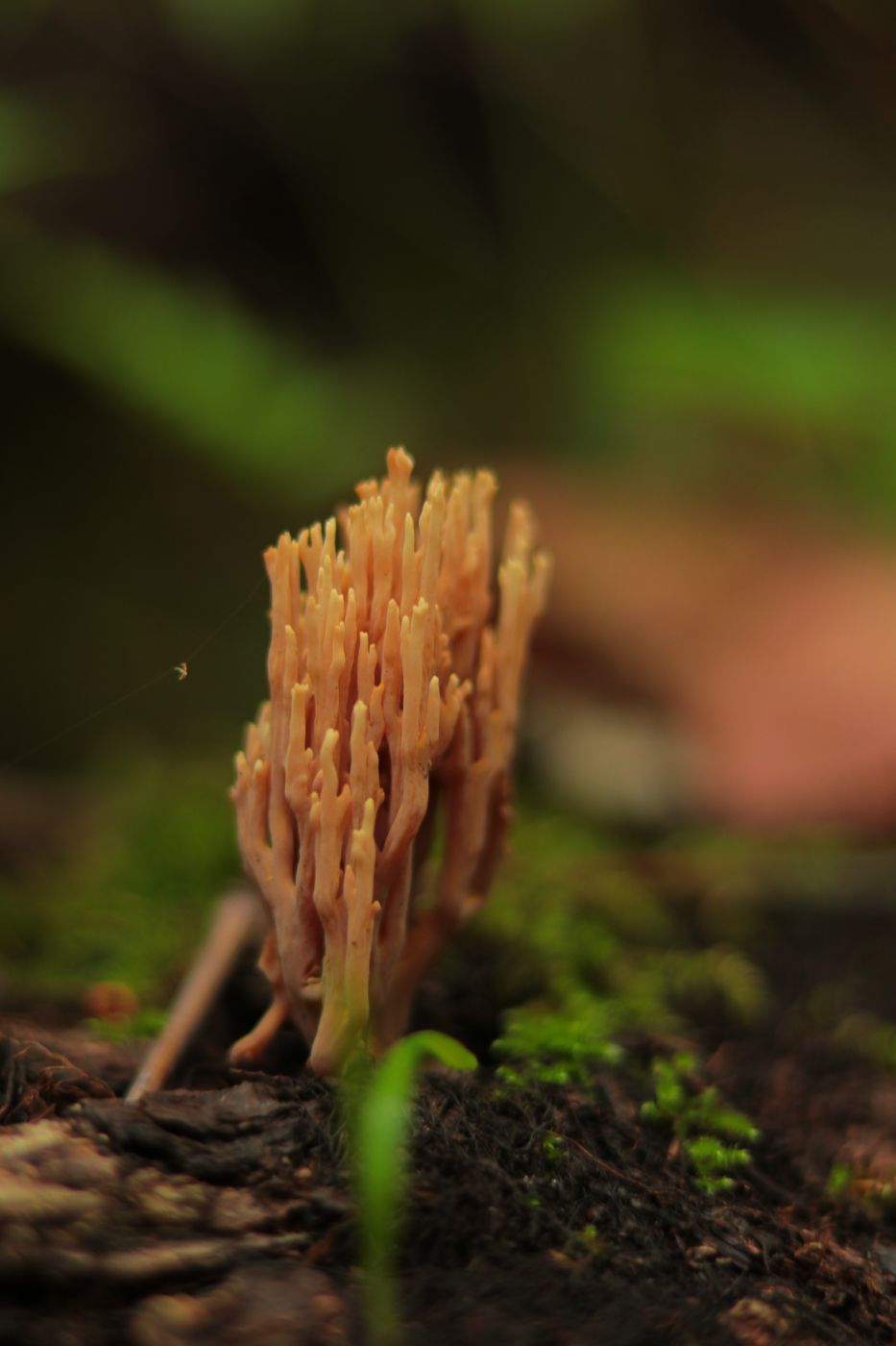 Mushrooms, Tunisia