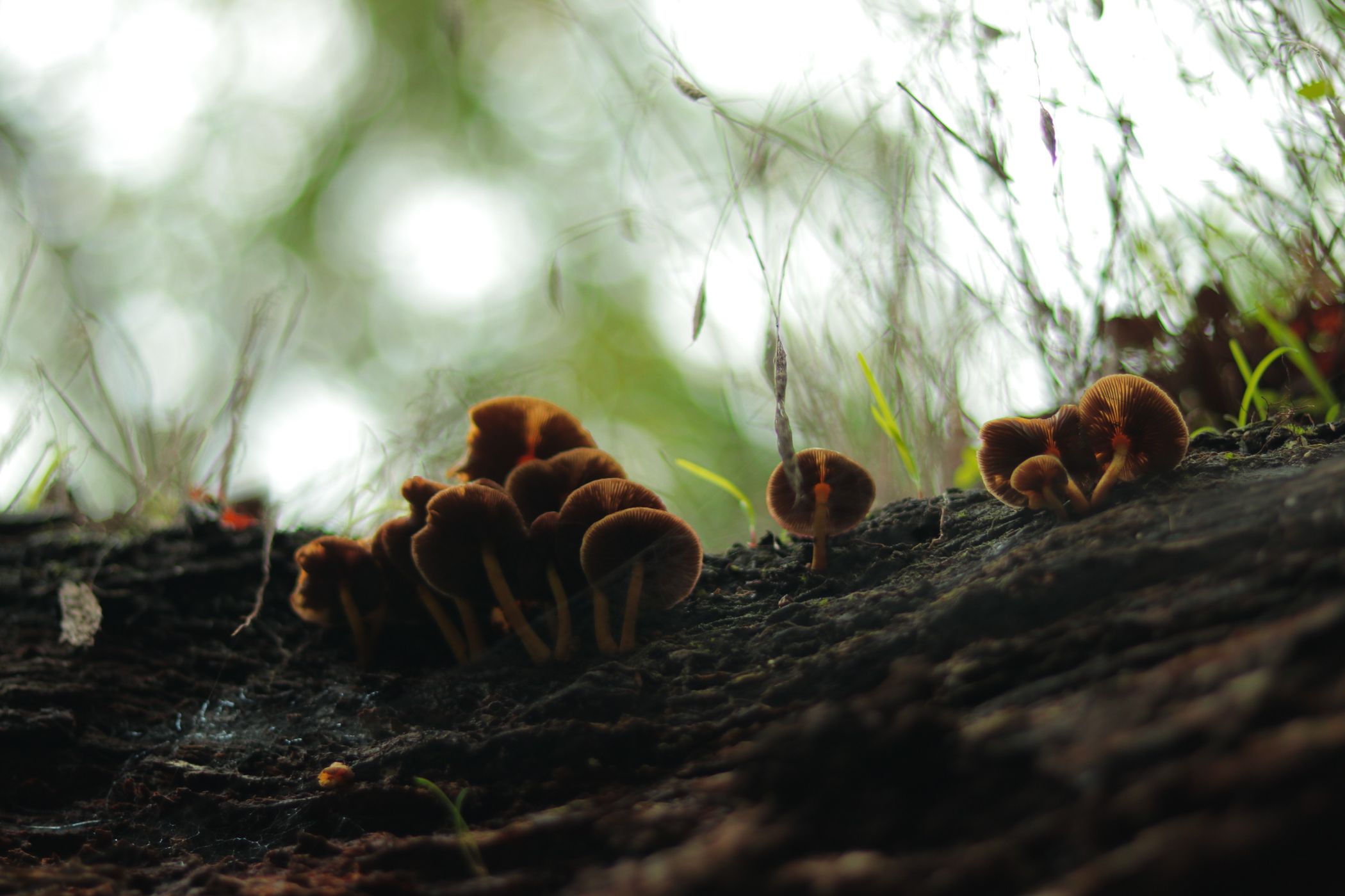 Mushrooms, Tunisia