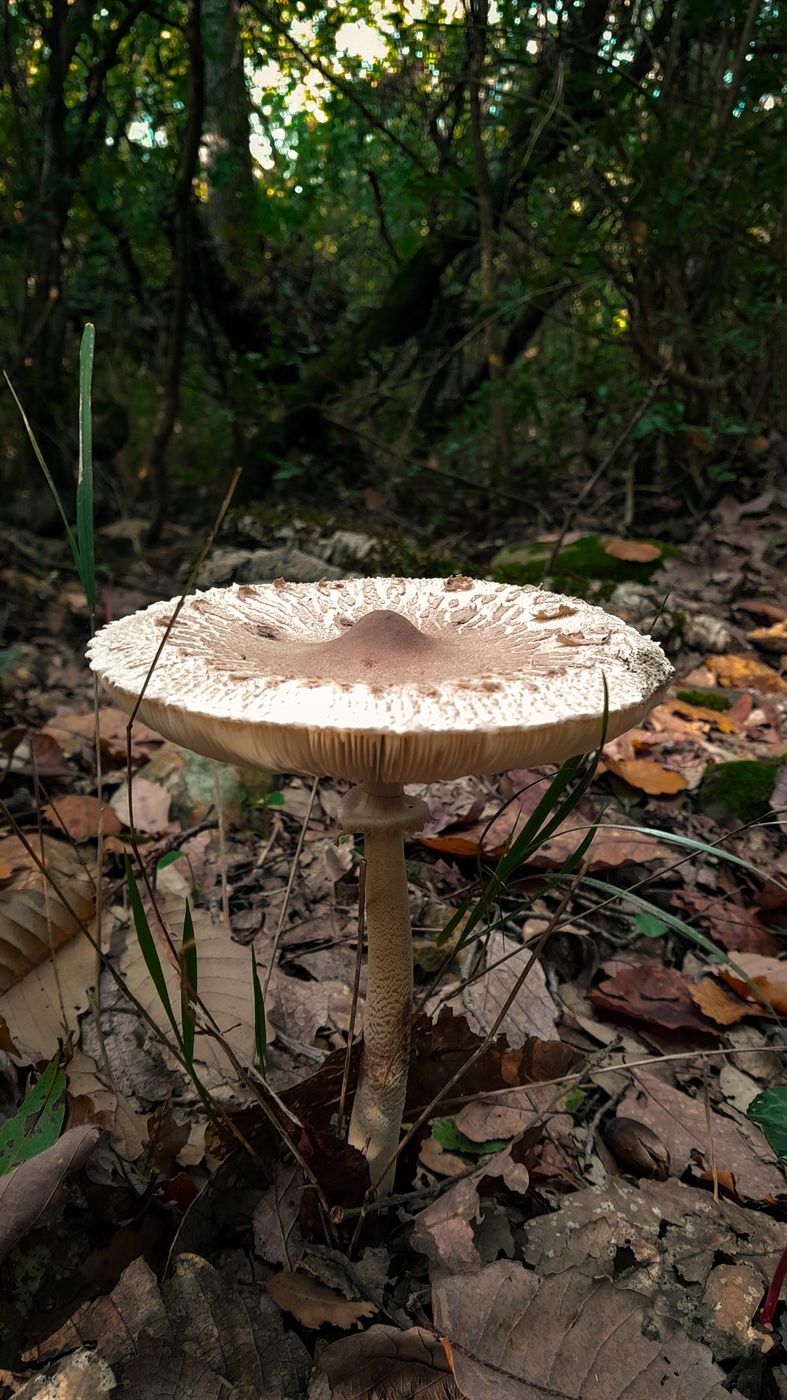 Mushrooms, Tunisia