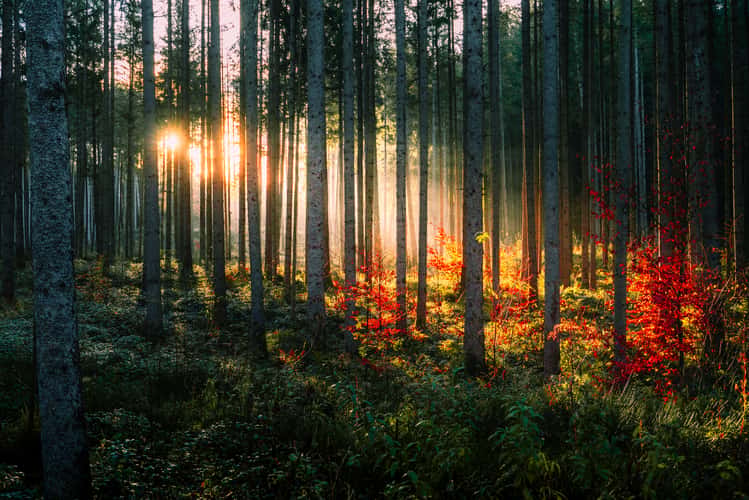 Forest near Niedersonthofener Lake