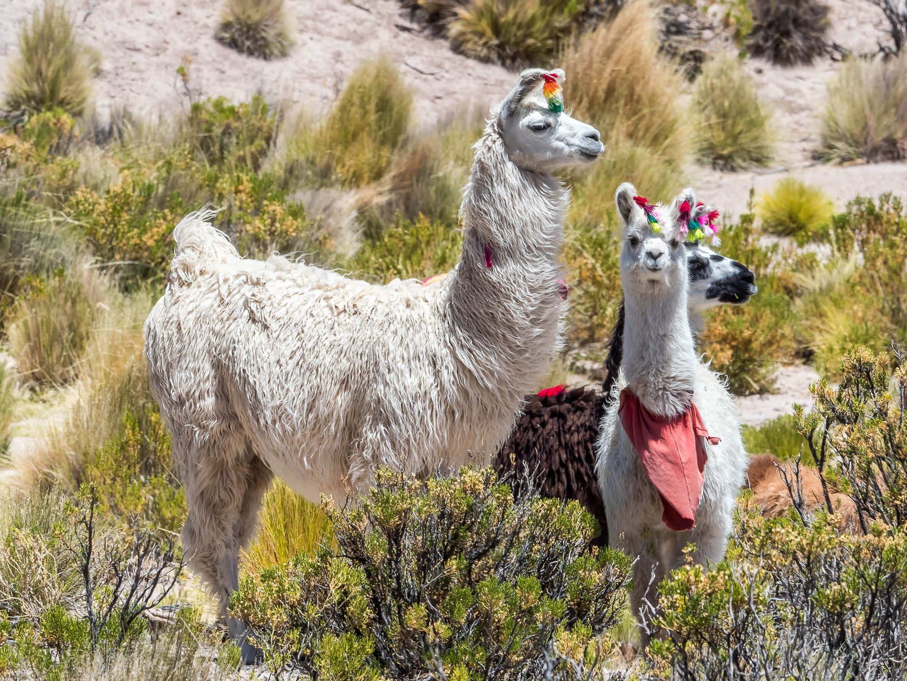 Northeast of Puchuldiza, Chile
