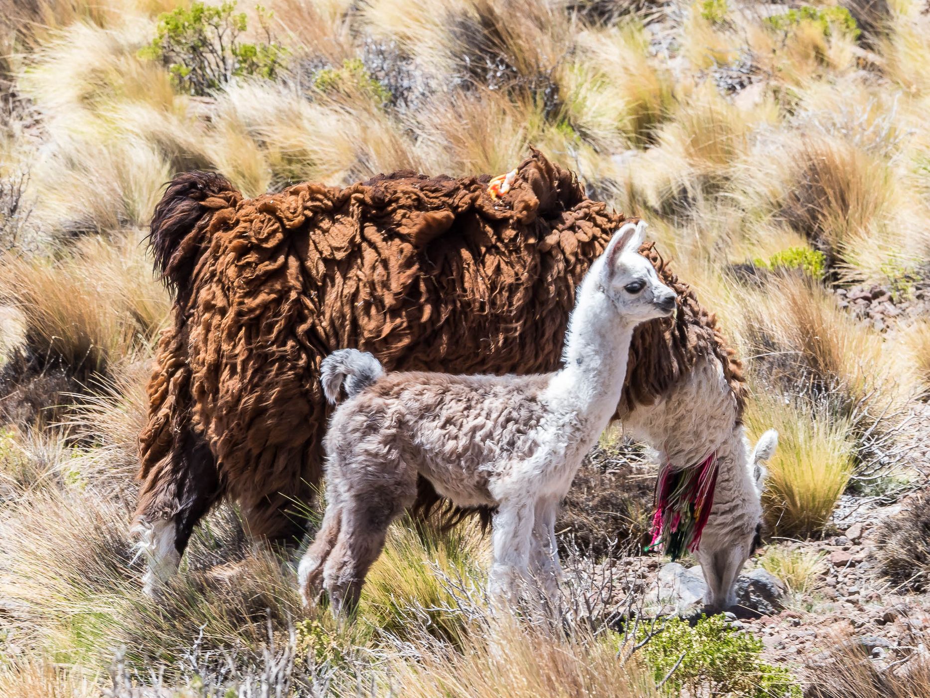 Northeast of Puchuldiza, Chile
