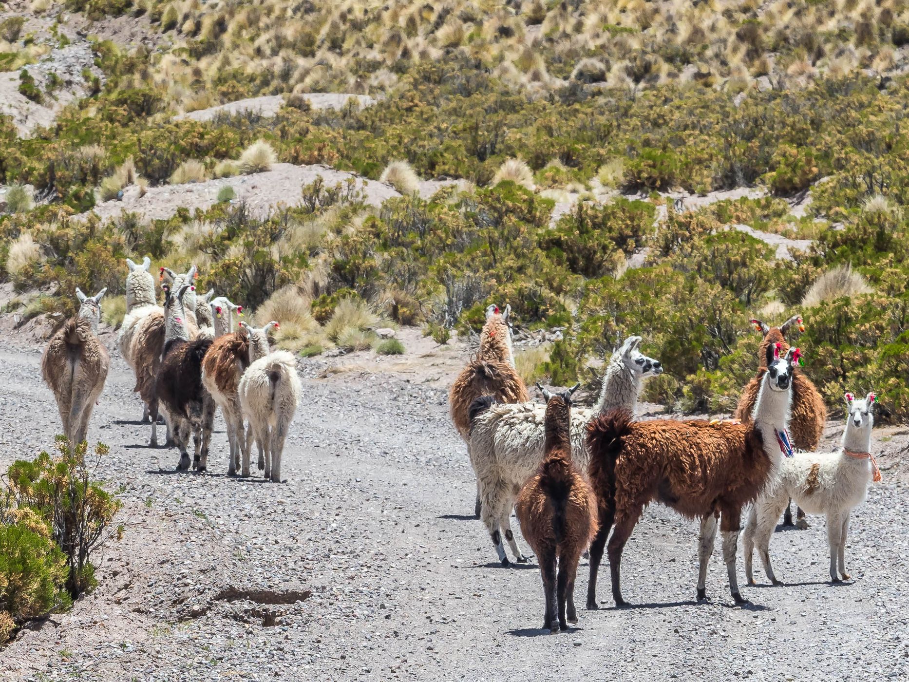 Northeast of Puchuldiza, Chile