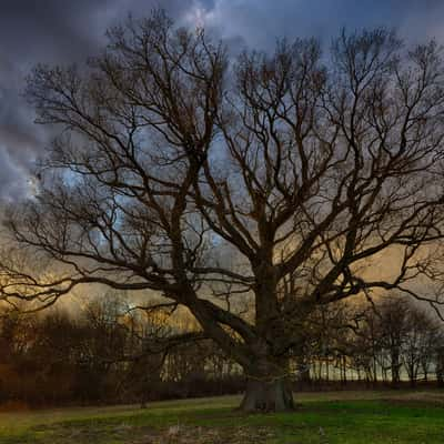 Old oak tree, Hungary