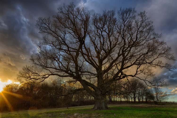 Old oak tree