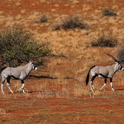 Oryx at Kalahari, Namibia