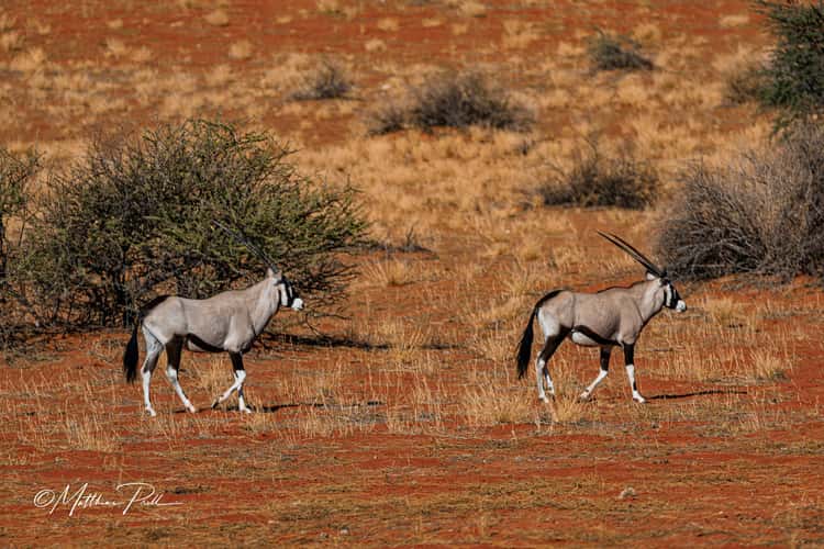 Oryx at Kalahari