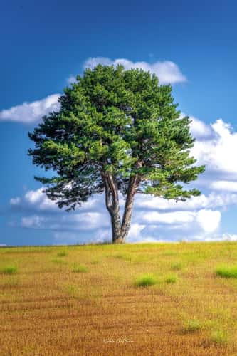 Parco Nazionale della Sila