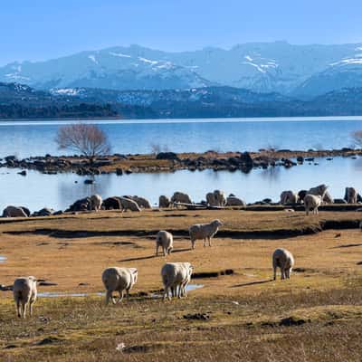Patagonian sheeps, Argentina