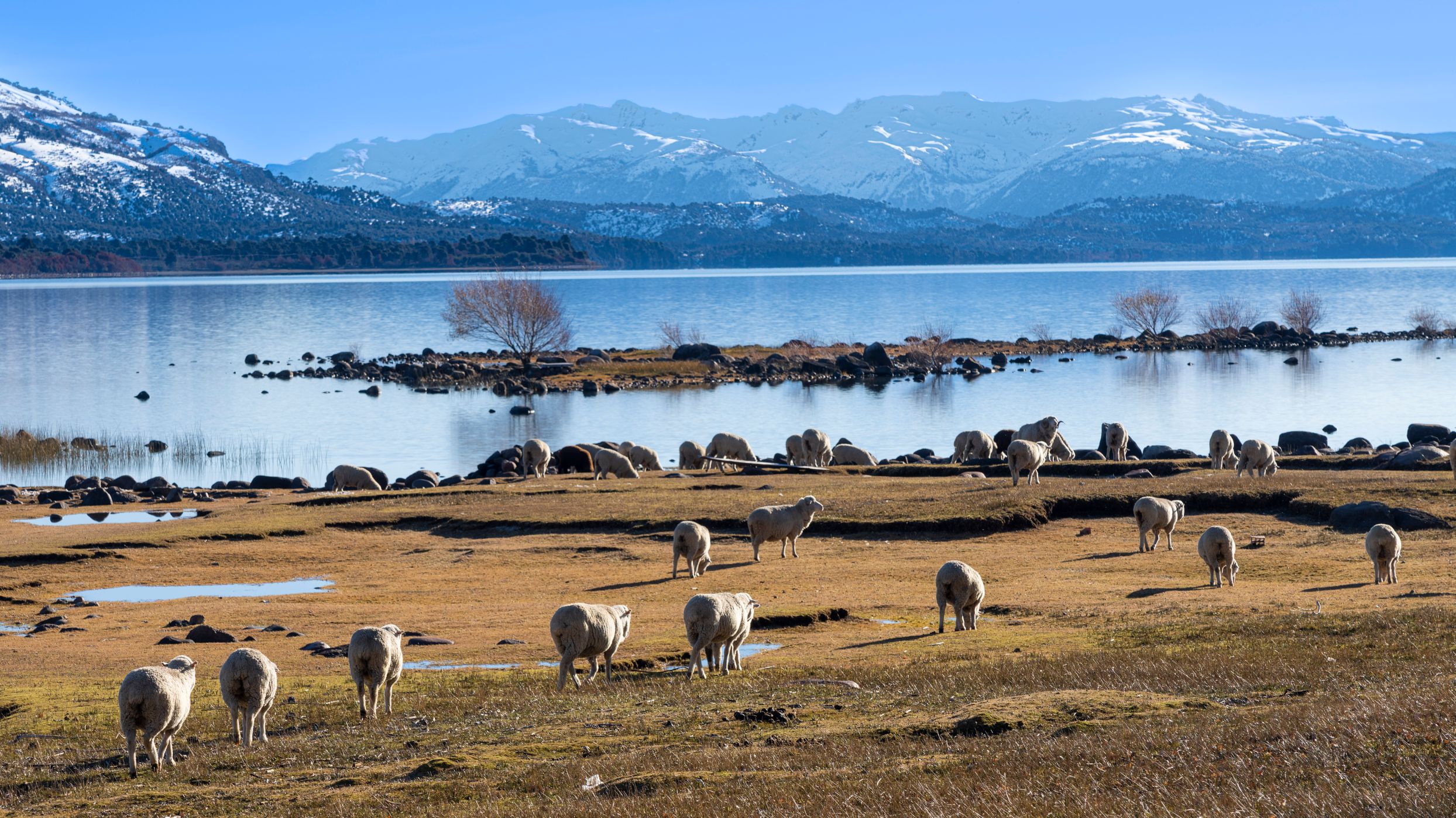 Patagonian sheeps, Argentina