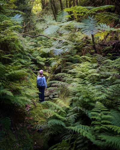 Rainforrest Treeferns