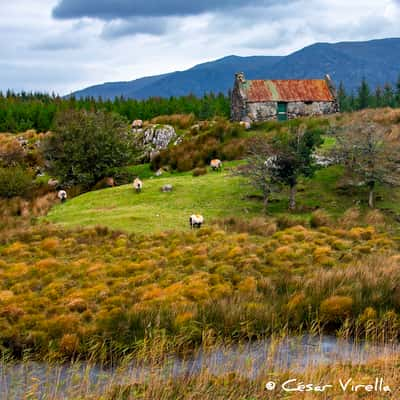 Old Rusty Tin Roof Cottage, Ireland