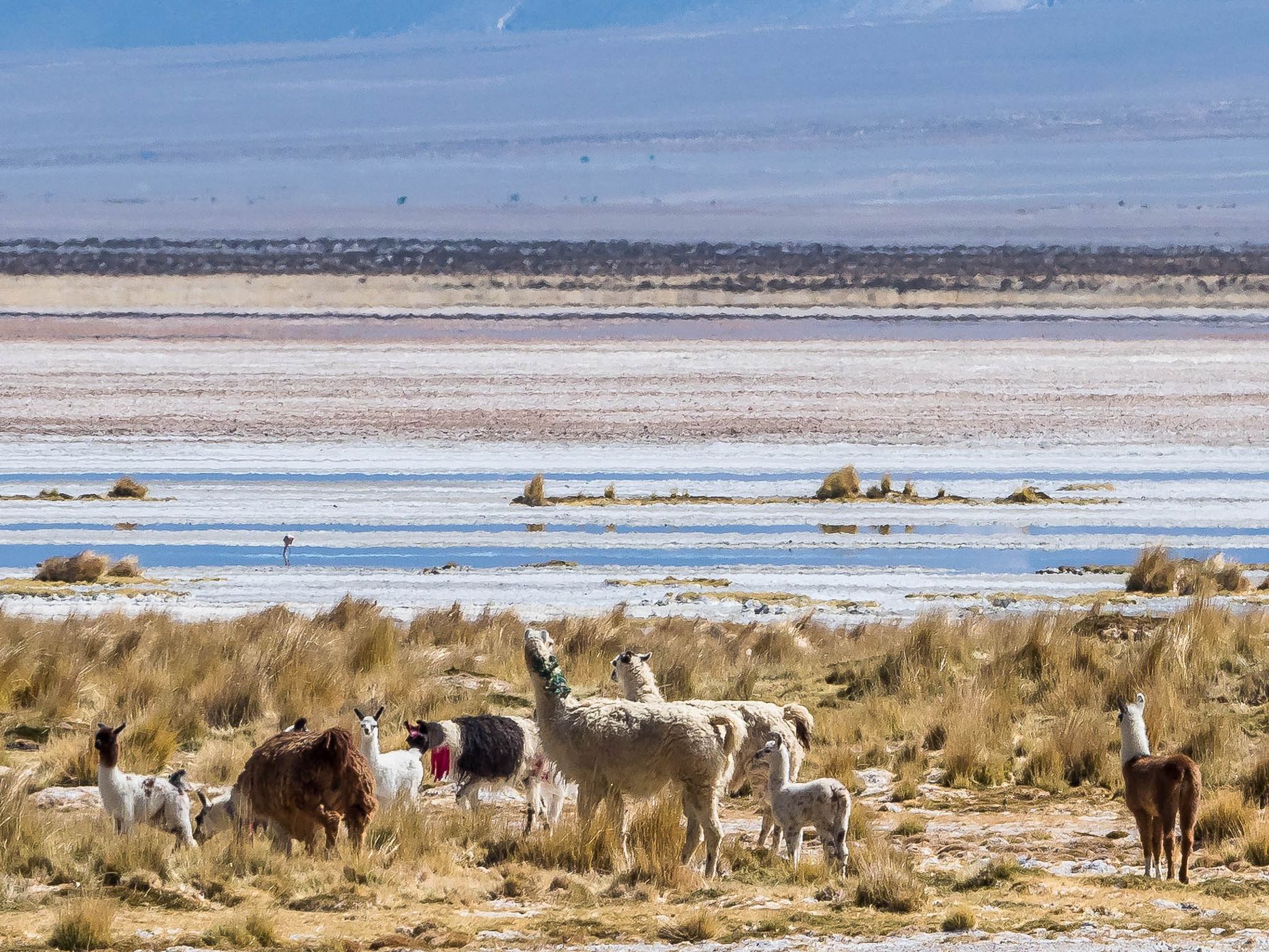 Salar del Huasco, Chile