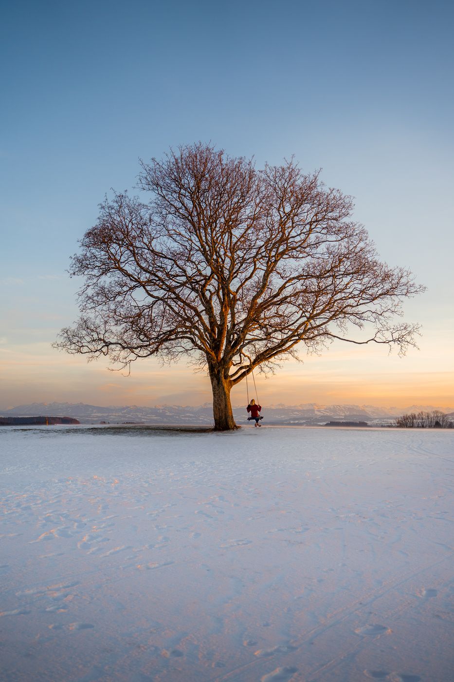 Swing tree, Germany