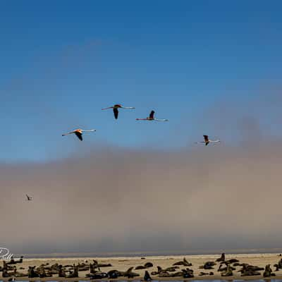 Seals and Flamingos at walvis bay, Namibia