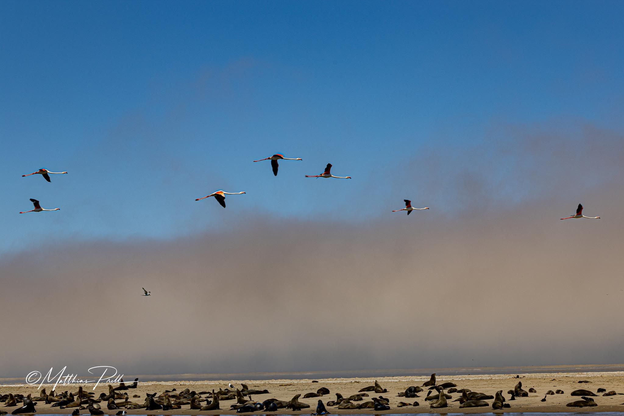 Seals and Flamingos at walvis bay, Namibia