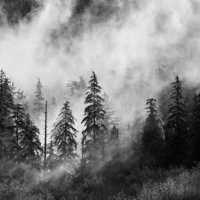 Spruce Nature Trail Hoh Rainforest, USA