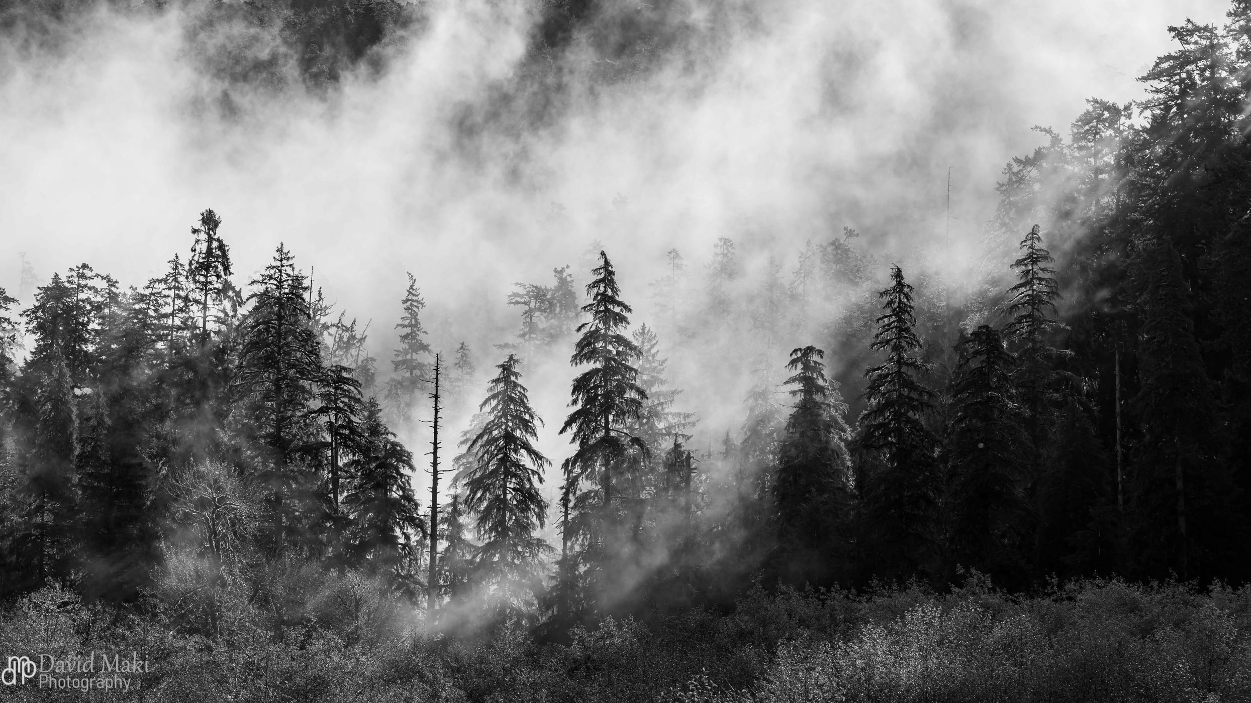 Spruce Nature Trail Hoh Rainforest, USA