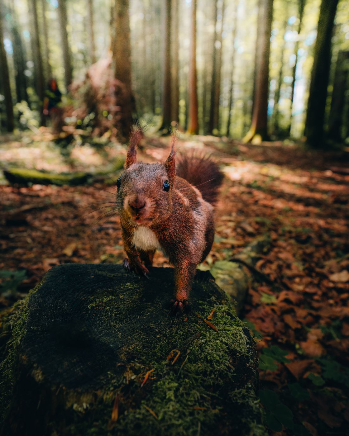 Squirrel forest, Germany