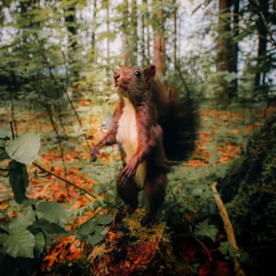Squirrel forest, Germany