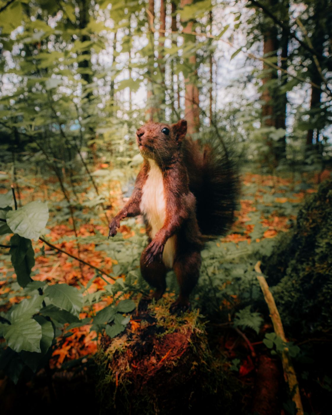Squirrel forest, Germany