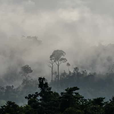 Taman Negara National Forest, Kuala Tahan, Malaysia