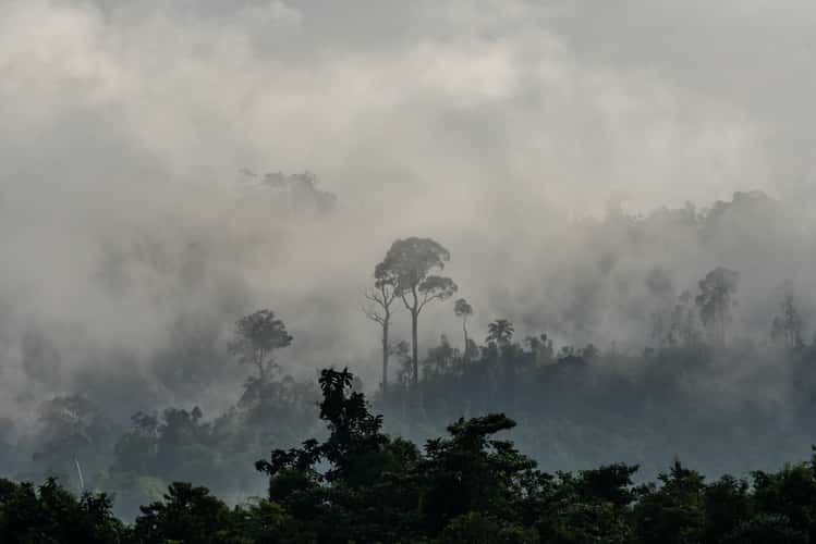 Taman Negara National Forest, Kuala Tahan