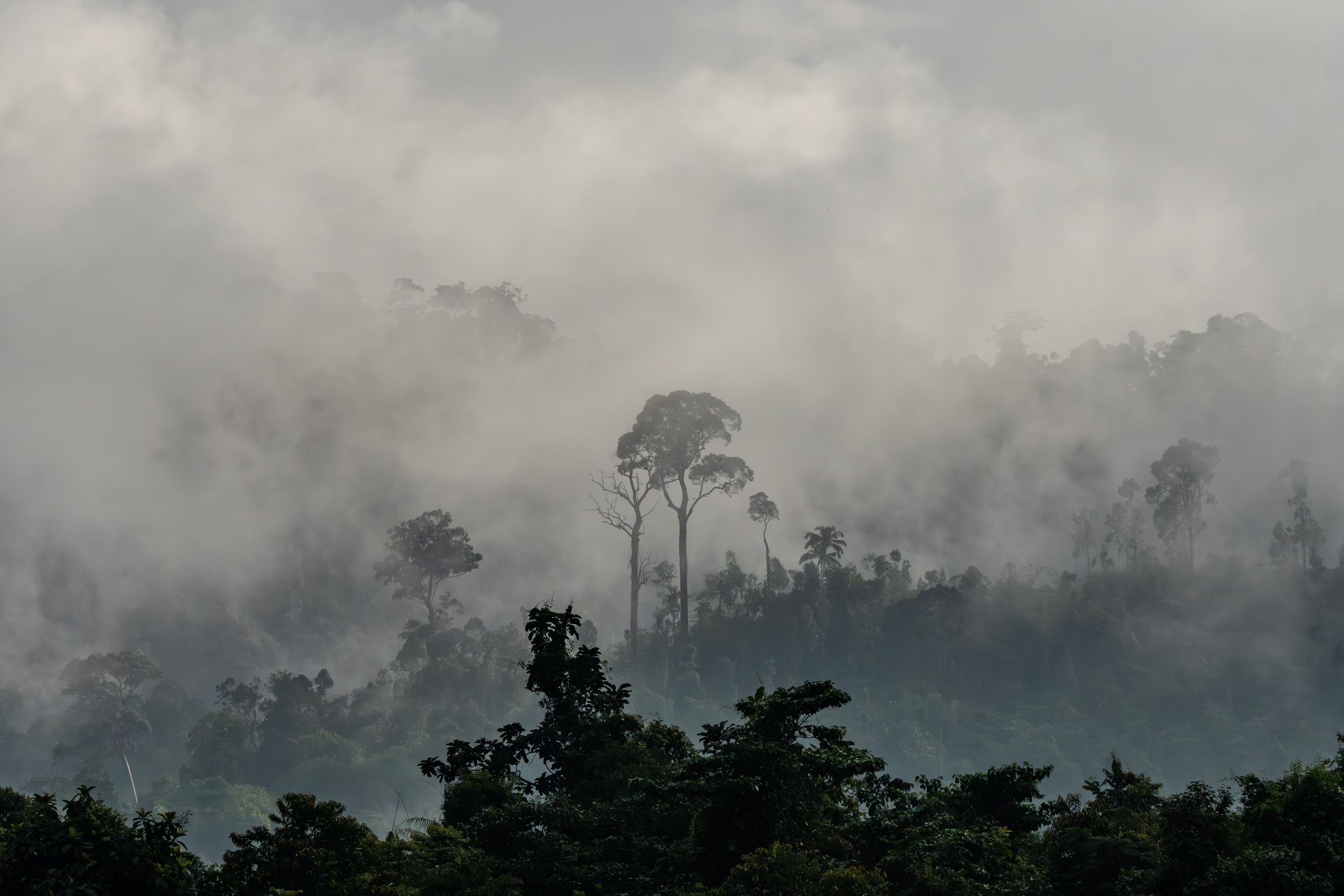 Taman Negara National Forest, Kuala Tahan, Malaysia