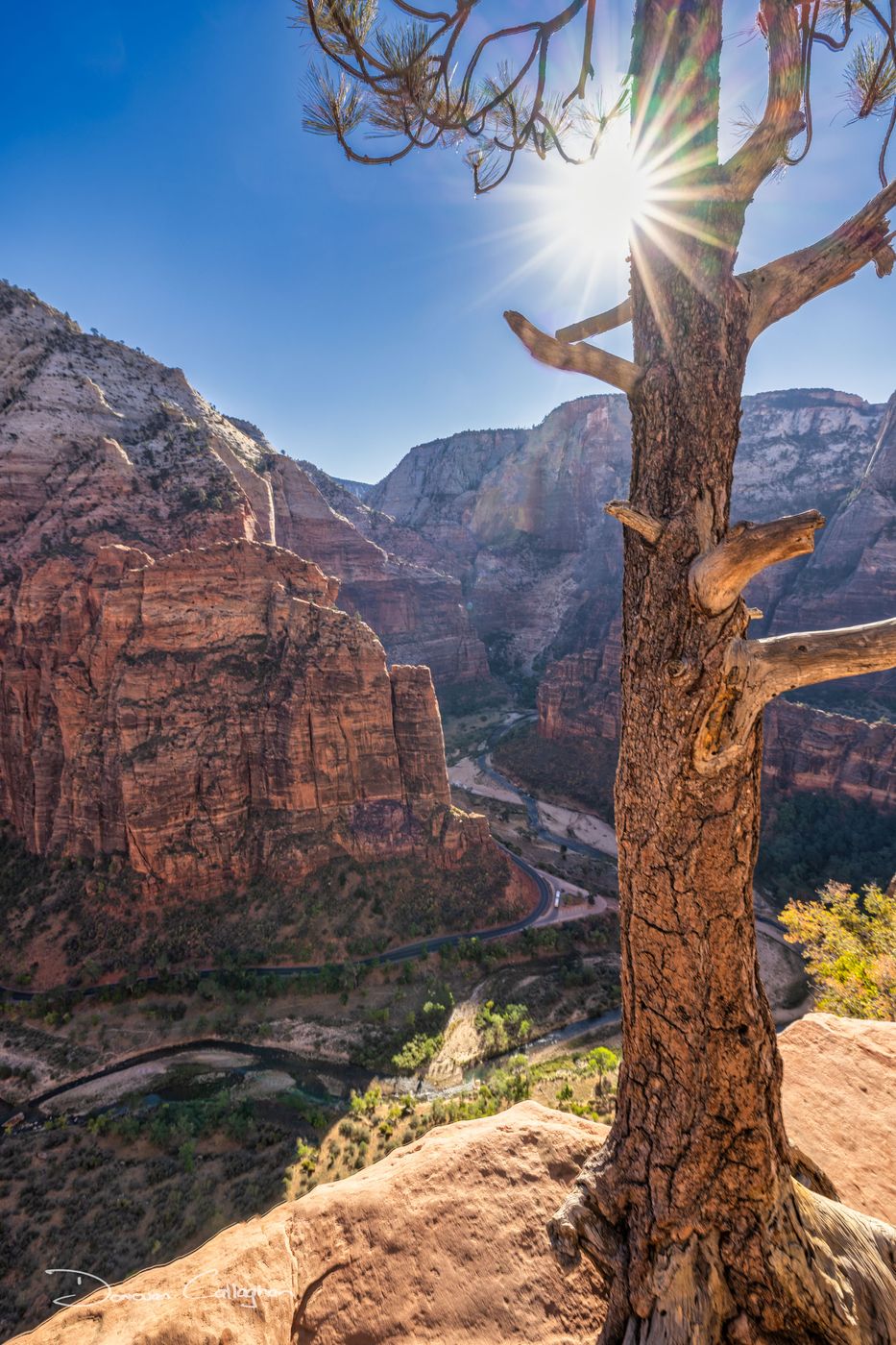 Tree Scout Lookout, Zion National Park, Utah, USA
