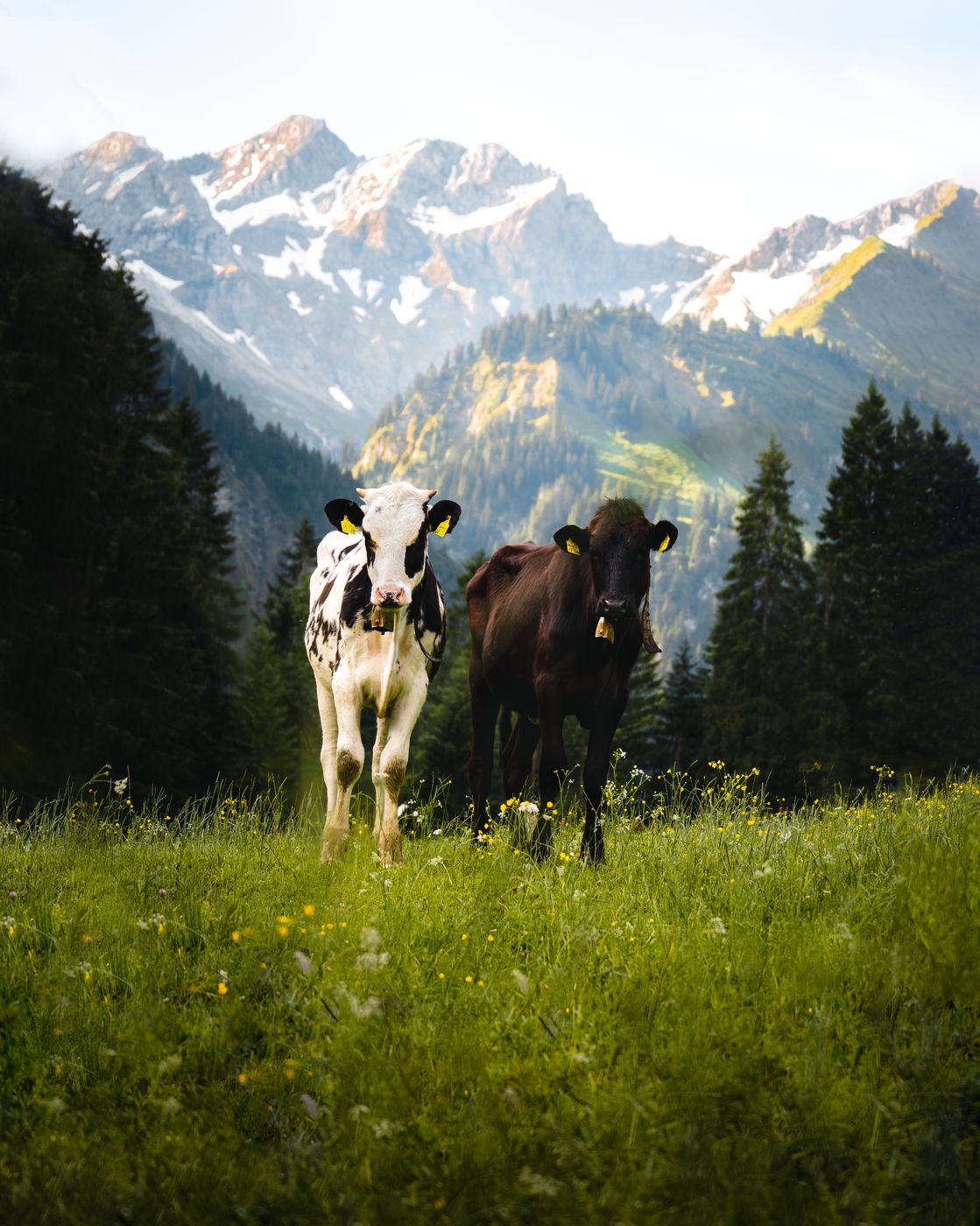 Valley at Oberstdorf, Germany