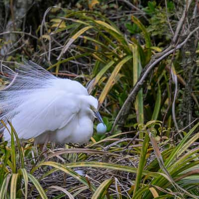 White Heron (Kotuku) Nesting site, New Zealand