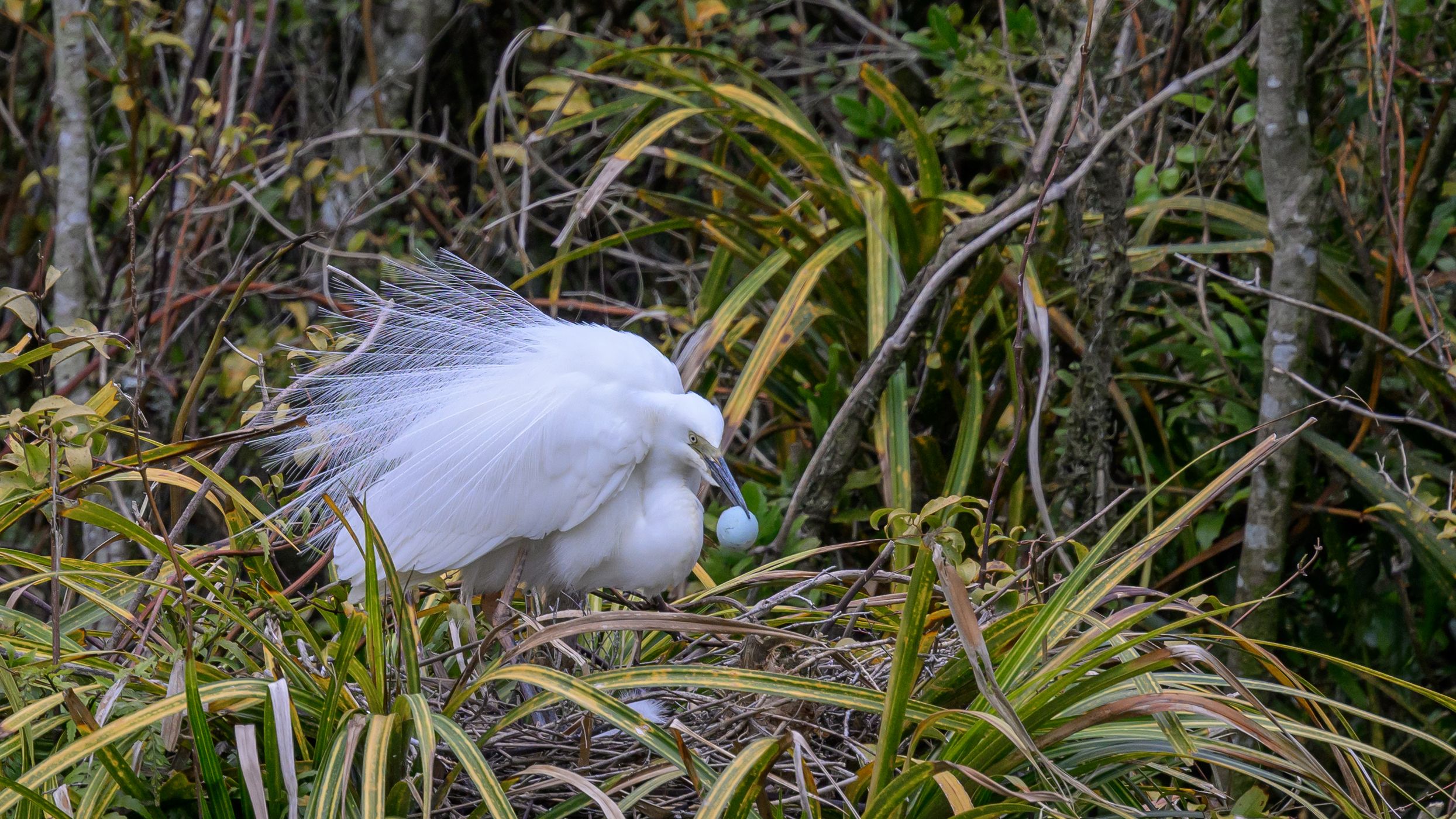 White Heron (Kotuku) Nesting site, New Zealand