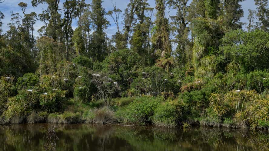 White Heron (Kotuku) Nesting site