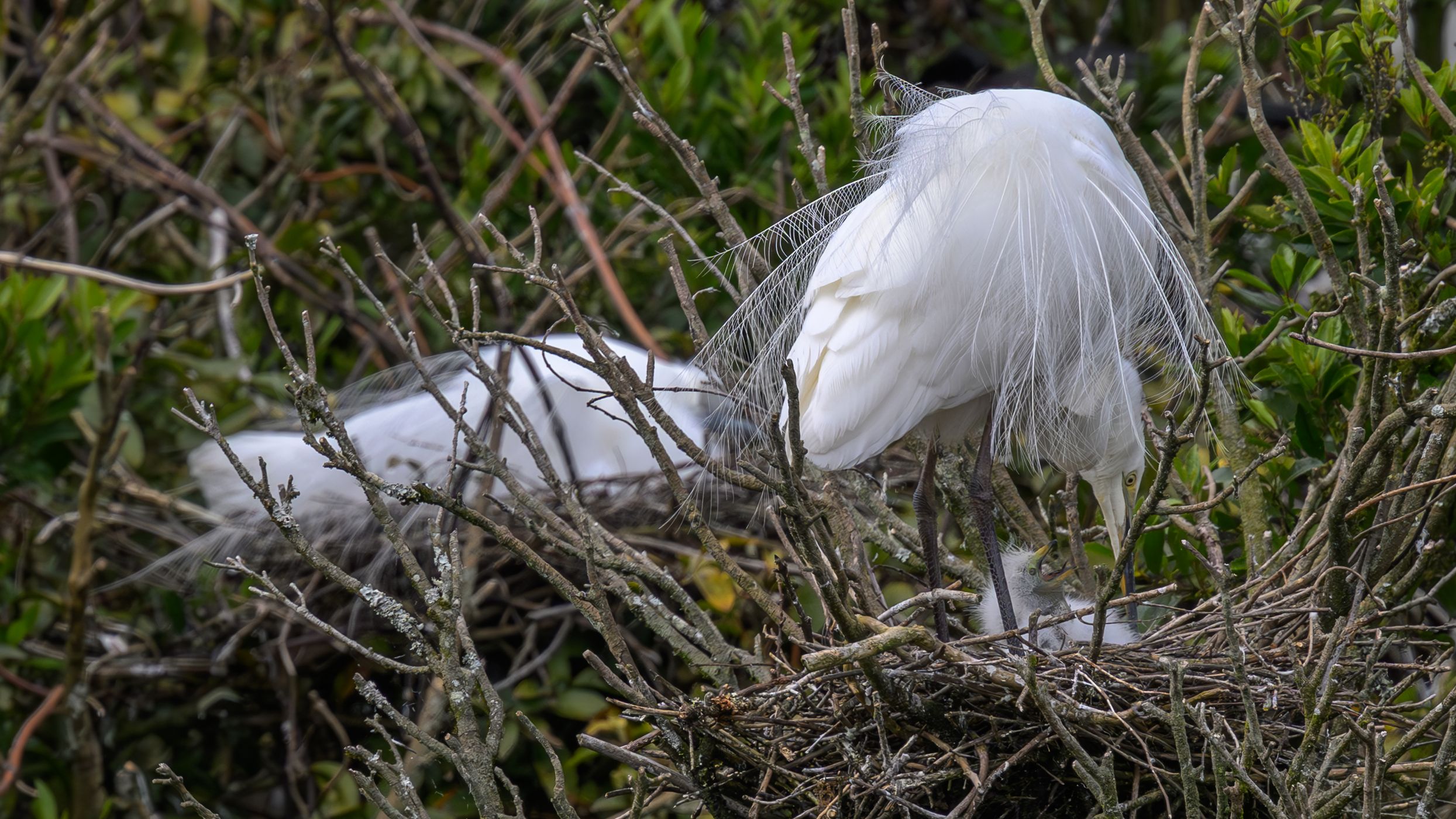 White Heron (Kotuku) Nesting site, New Zealand