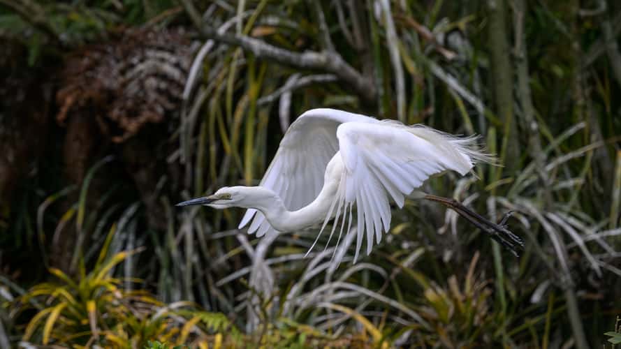 White Heron (Kotuku) Nesting site
