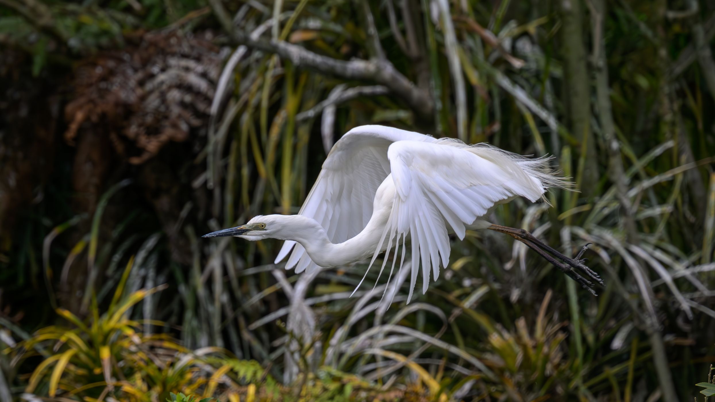 White Heron (Kotuku) Nesting site, New Zealand