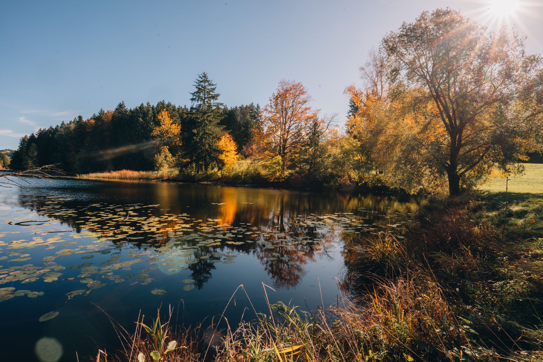Widdumer Weiher, Germany