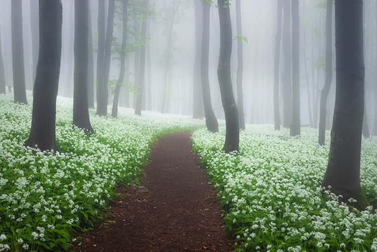 Wild garlic forest
