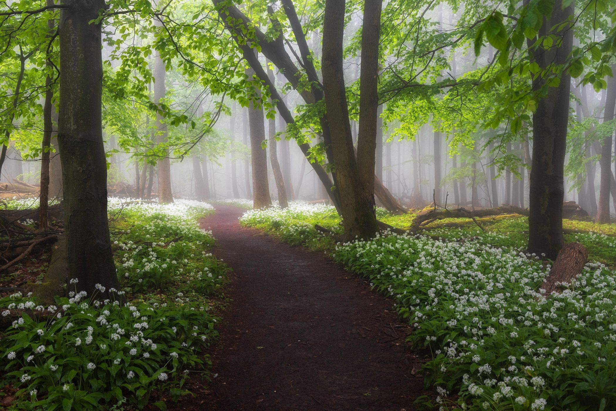 Wild garlic forest, Slovakia (Slovak Republic)