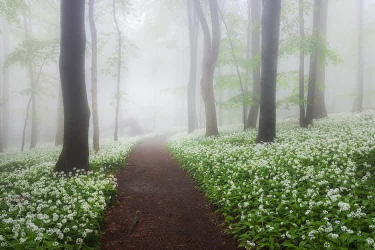 Wild garlic forest