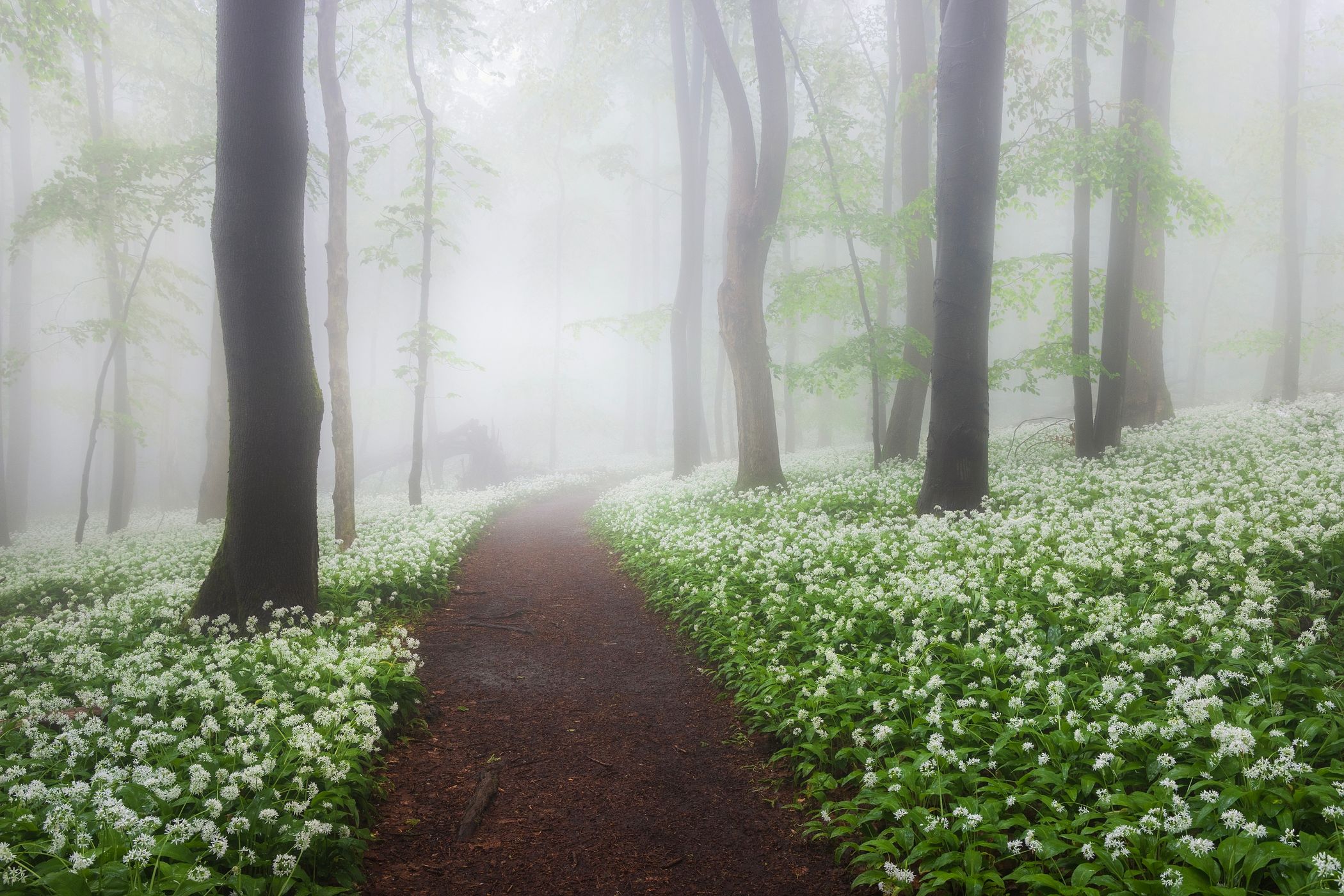 Wild garlic forest, Slovakia (Slovak Republic)
