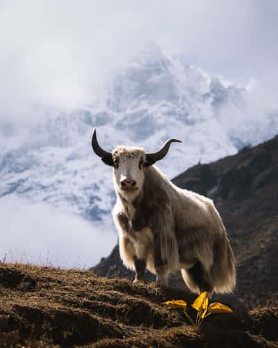 Yaks in and around upper Thame